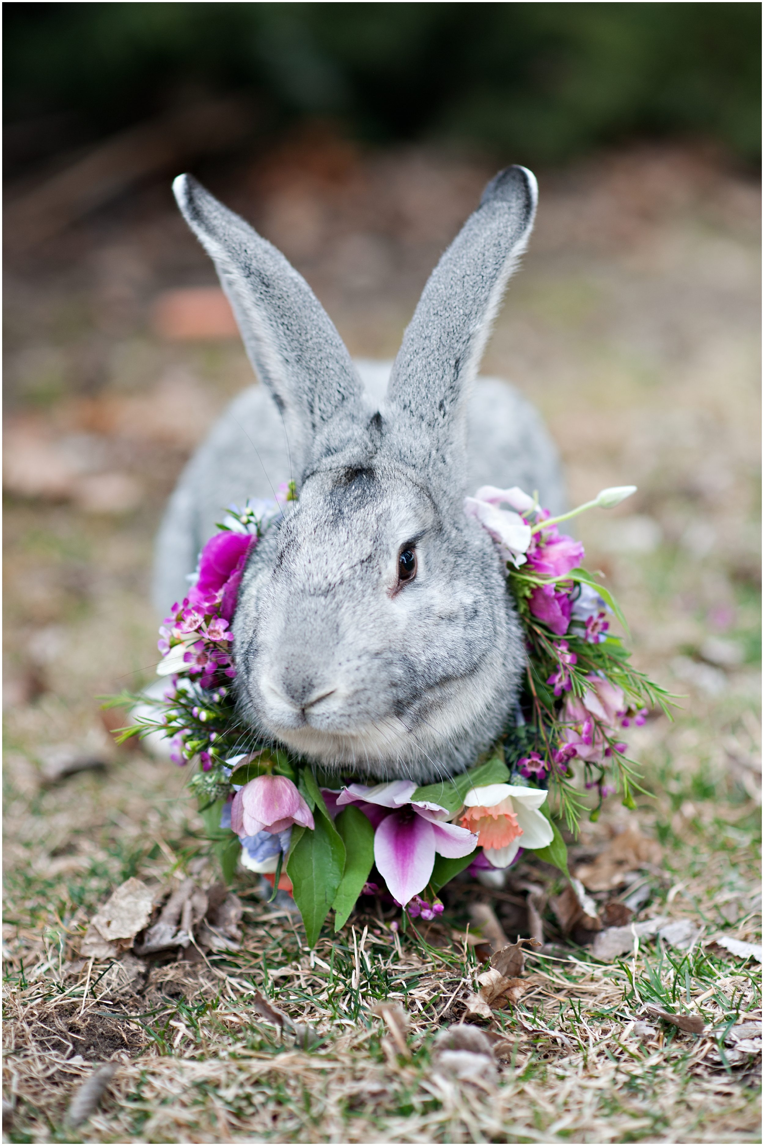 Spring bridal, bunny halo, floral halo, spring blooms, Calie rose flowers, whimsical bridals, Easter bunny, Utah wedding photographers, Utah wedding photographer, Utah wedding photography, Utah county wedding photography, Utah county wedding photographer, salt lake city photographers, salt lake city wedding photography, salt lake photographers, salt lake city photographers, photographers in Utah, Utah photography, photography Utah, photographer Utah, Kristina Curtis photography, Kristina Curtis Photographer, www.kristinacurtisphotography.com