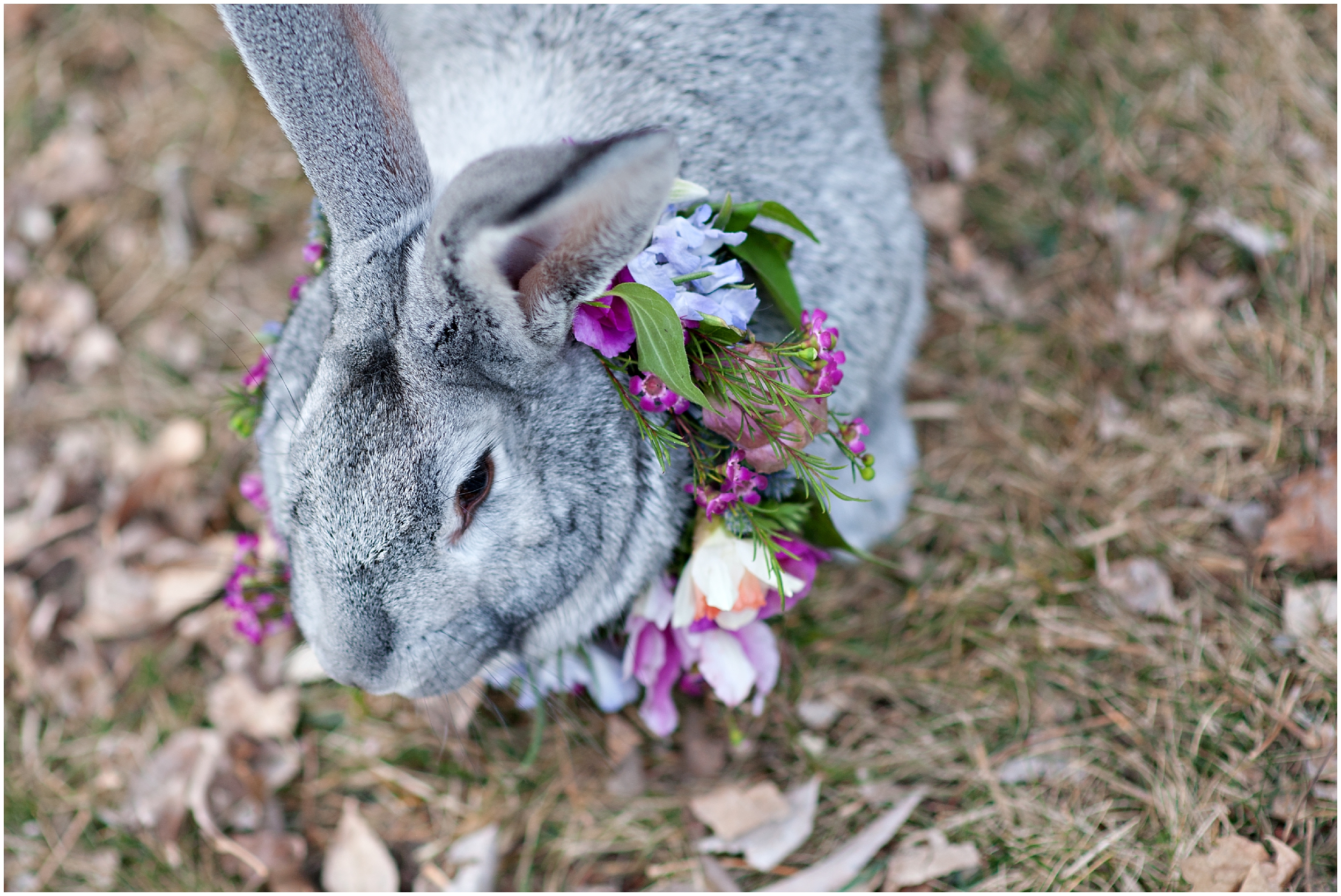 Spring bridal, bunny halo, floral halo, spring blooms, Calie rose flowers, whimsical bridals, Easter bunny, Utah wedding photographers, Utah wedding photographer, Utah wedding photography, Utah county wedding photography, Utah county wedding photographer, salt lake city photographers, salt lake city wedding photography, salt lake photographers, salt lake city photographers, photographers in Utah, Utah photography, photography Utah, photographer Utah, Kristina Curtis photography, Kristina Curtis Photographer, www.kristinacurtisphotography.com