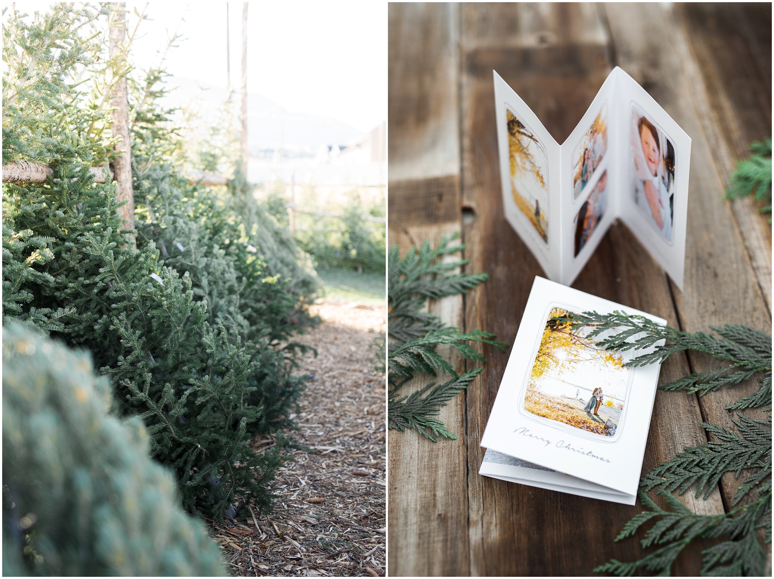 prodigitalphotos, christmas cards, holiday cards, kristina curtis photography, tree lot, utah photographer, child photographer, family photographer